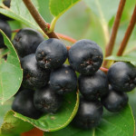 Миниатюра 3. Рябина черноплодная 