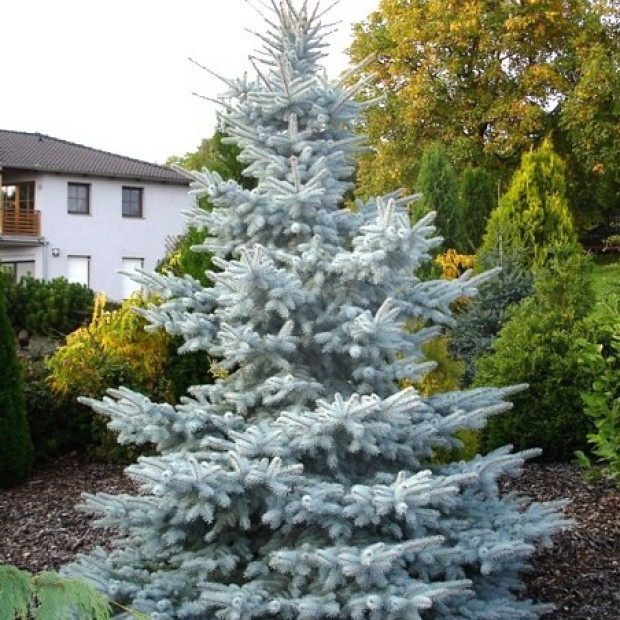 Фото 3. Ель колючая 