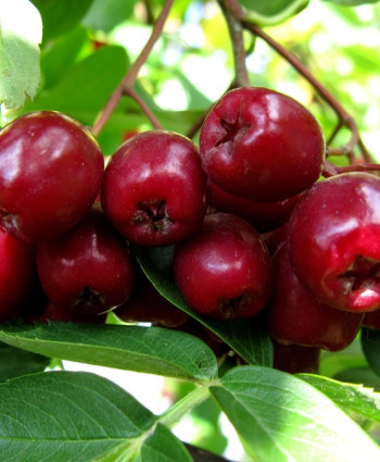 Рябина Гранатная в каталоге СЦ Корекозево