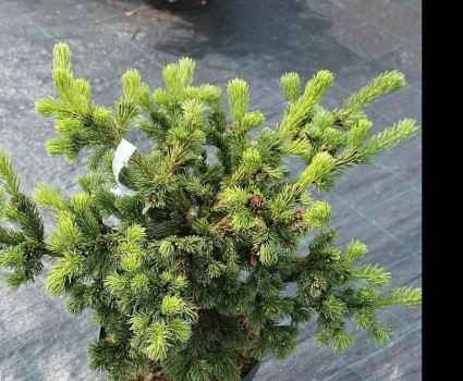 Ель колючая Lucky Strike в каталоге СЦ Корекозево