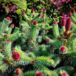 Миниатюра 3. Ель колючая 