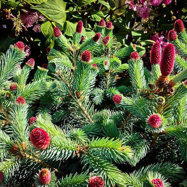 Фото 3. Ель колючая 