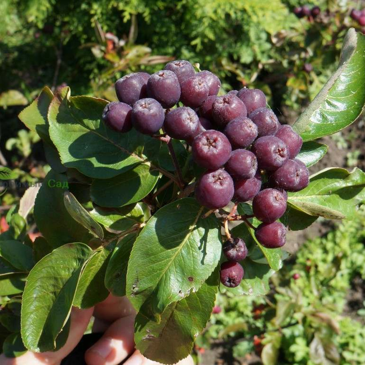 Рябина Титан в каталоге СЦ Корекозево