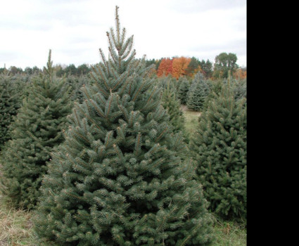 Ель колючая зеленая в каталоге СЦ Корекозево