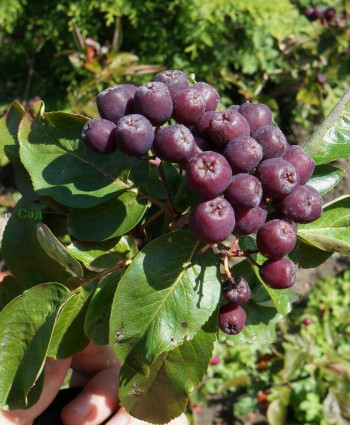 Рябина Титан в каталоге СЦ Корекозево