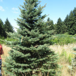 Миниатюра 2. Ель колючая зеленая в каталоге СЦ Корекозево