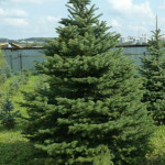 Миниатюра 3. Ель колючая зеленая в каталоге СЦ Корекозево