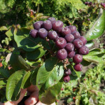 Миниатюра 1. Рябина 