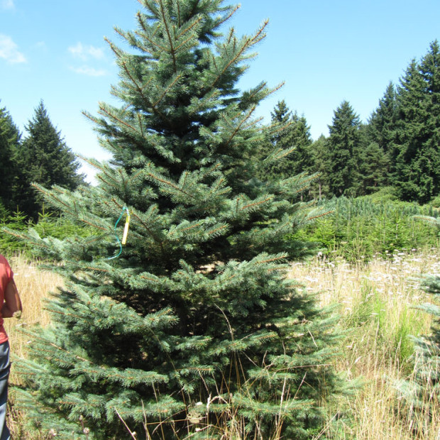 Фото 2. Ель колючая зеленая в каталоге СЦ Корекозево