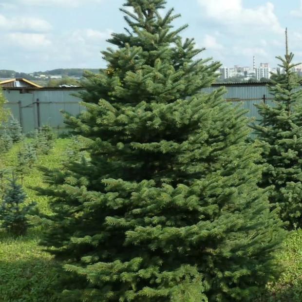 Фото 3. Ель колючая зеленая в каталоге СЦ Корекозево