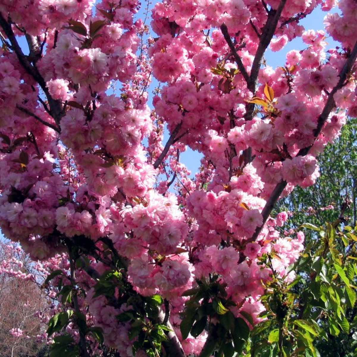 Сакура «Канзан» в каталоге СЦ Корекозево