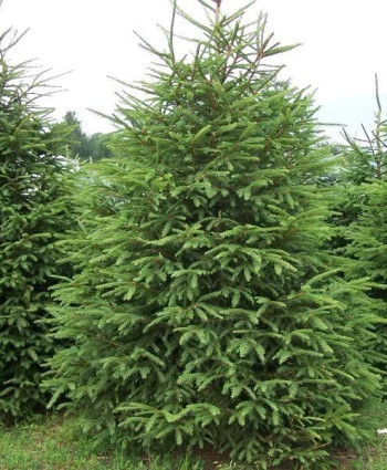 Ель обыкновенная в каталоге СЦ Корекозево