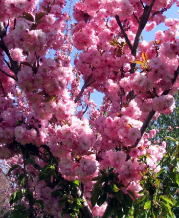 Сакура «Канзан» в каталоге СЦ Корекозево