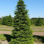 Миниатюра 3. Ель обыкновенная в каталоге СЦ Корекозево