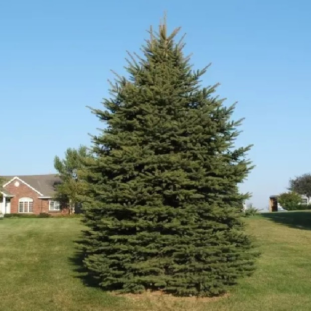 Фото 2. Ель обыкновенная в каталоге СЦ Корекозево