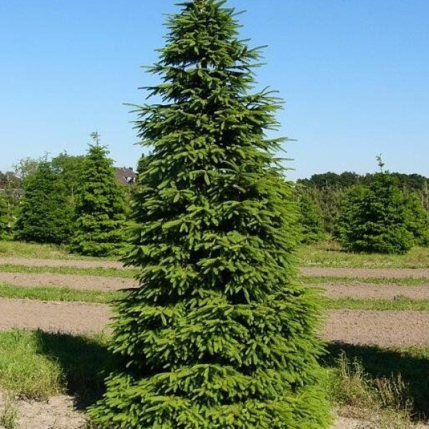 Фото 3. Ель обыкновенная в каталоге СЦ Корекозево