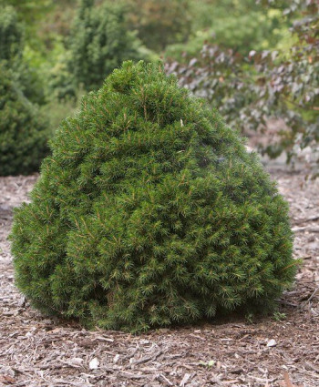 Ель обыкновенная Tompa в каталоге СЦ Корекозево