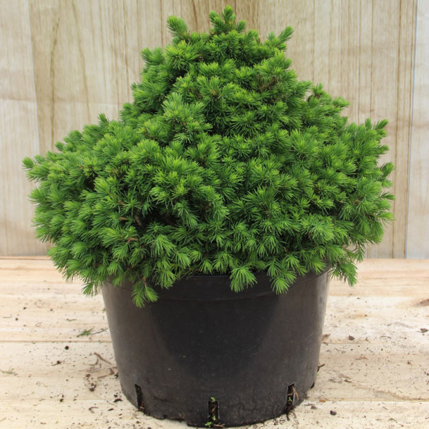 Фото 2. Ель обыкновенная 