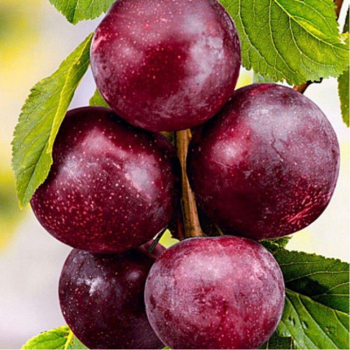 Шарафуга «Velvet Sunrise» в каталоге СЦ Корекозево