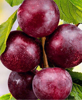 Шарафуга «Velvet Sunrise» в каталоге СЦ Корекозево