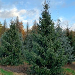 Миниатюра 2. Ель сербская в каталоге СЦ Корекозево