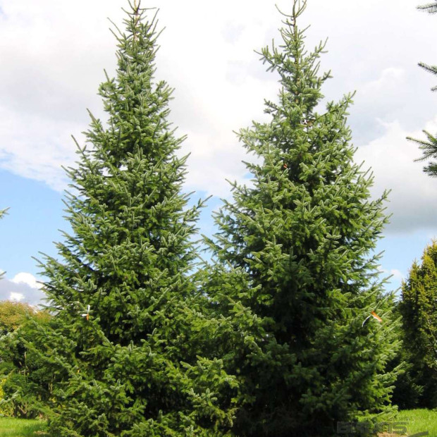 Фото 1. Ель сербская в каталоге СЦ Корекозево