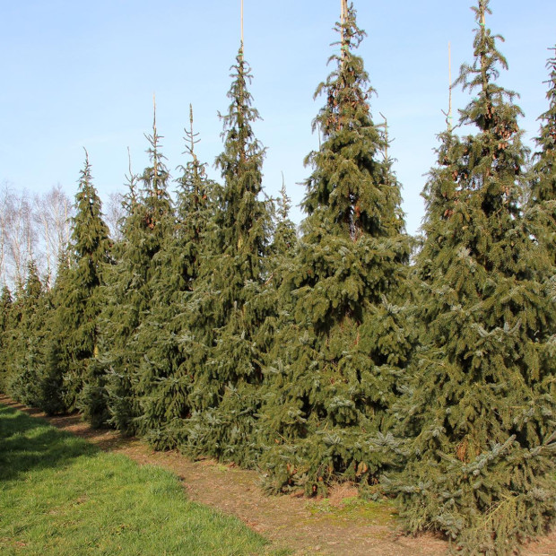 Фото 3. Ель сербская в каталоге СЦ Корекозево
