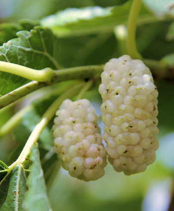 Шелковица Белая в каталоге СЦ Корекозево