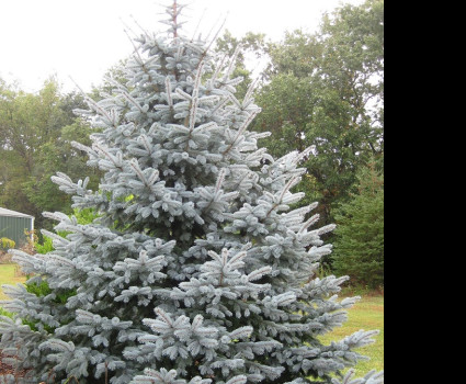 Ель голубая Edith в каталоге СЦ Корекозево