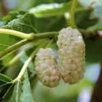 Миниатюра 1. Шелковица Белая в каталоге СЦ Корекозево