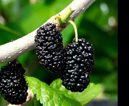 Шелковица Черная в каталоге СЦ Корекозево