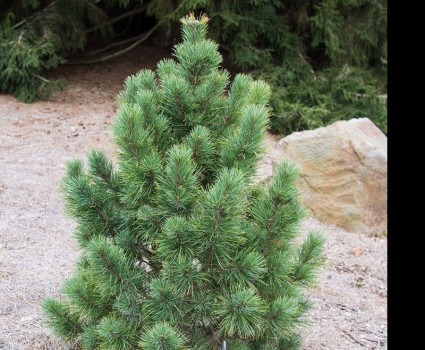 Кедр европейский в каталоге СЦ Корекозево