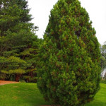 Миниатюра 3. Кедр европейский в каталоге СЦ Корекозево