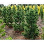 Миниатюра 4. Кедр европейский в каталоге СЦ Корекозево