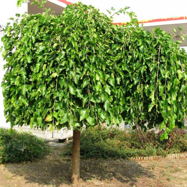 Фото 1. Шелковица штамбовая в каталоге СЦ Корекозево