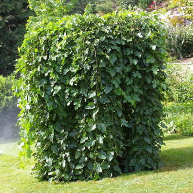 Фото 3. Шелковица штамбовая в каталоге СЦ Корекозево