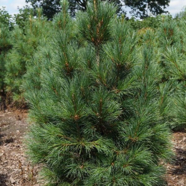 Фото 1. Кедр сибирский (сосна кедровая) в каталоге СЦ Корекозево