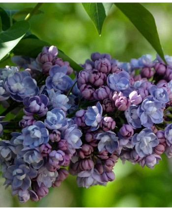 Сирень Ами Шотт в каталоге СЦ Корекозево