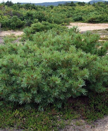 Кедровый стланик (Сосна стланиковая) в каталоге СЦ Корекозево