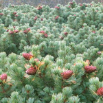 Миниатюра 2. Кедровый стланик (Сосна стланиковая) в каталоге СЦ Корекозево