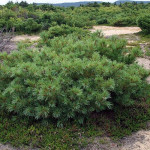 Миниатюра 1. Кедровый стланик (Сосна стланиковая) в каталоге СЦ Корекозево