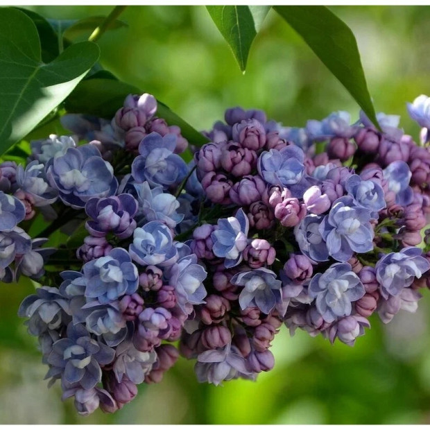 Фото 1. Сирень 