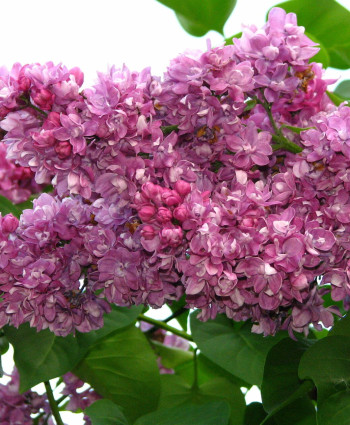 Сирень Богдан Хмельницкий в каталоге СЦ Корекозево