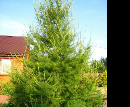 Лиственница европейская в каталоге СЦ Корекозево