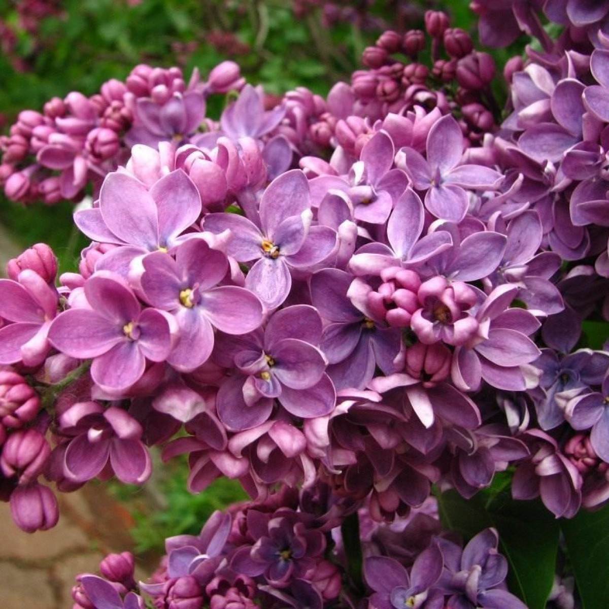 Сирень Кавур в каталоге СЦ Корекозево