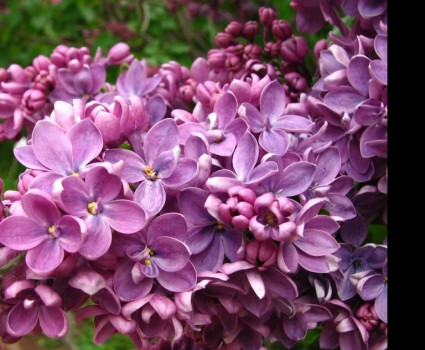 Сирень Кавур в каталоге СЦ Корекозево