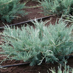 Миниатюра 1. Можжевельник виргинский 