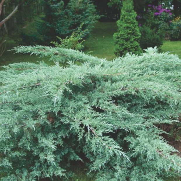 Фото 4. Можжевельник виргинский 