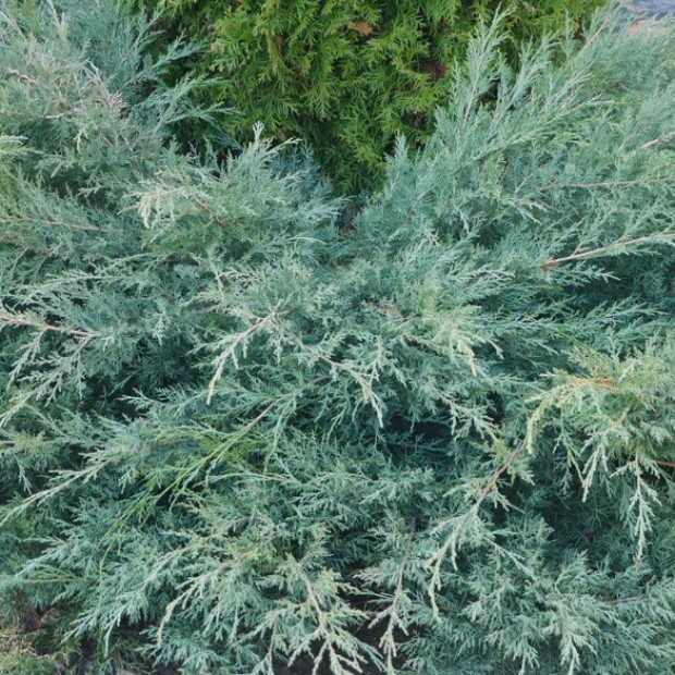 Фото 2. Можжевельник виргинский 