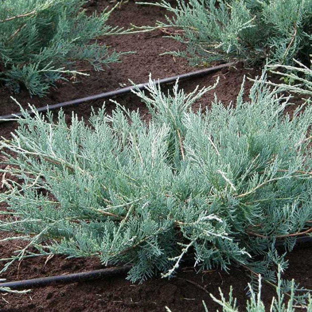Можжевельник виргинский Grey Owl в каталоге СЦ Корекозево